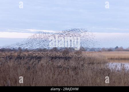 Esturnus vulgaris, troupeau en train de rôtir dans le reedbed, Shapwick Heath, Somerset, Royaume-Uni, février Banque D'Images