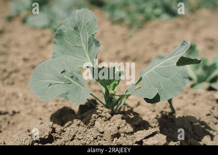 Jeune chou en gros plan sur un lit dans le jardin, restauration écologique précoce. Banque D'Images