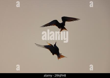 Sterna hirundo, adultes combattant dans les airs, Lodmoor, Dorset, Royaume-Uni, juin Banque D'Images