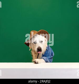 Mignon, beau, chien de race, Golden retriever portant une chemise de Jean et chapeau de cow-boy sur fond vert studio Banque D'Images