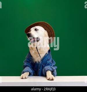 Drôle de regard, chien de race gaie, retriever d'or portant une chemise de Jean et chapeau de cow-boy sur fond vert studio Banque D'Images