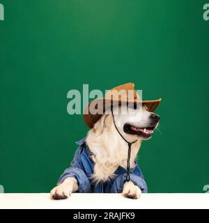 Beau, positif, chien de race, Golden retriever portant chapeau de cowboy sur fond vert studio. Style campagnard Banque D'Images