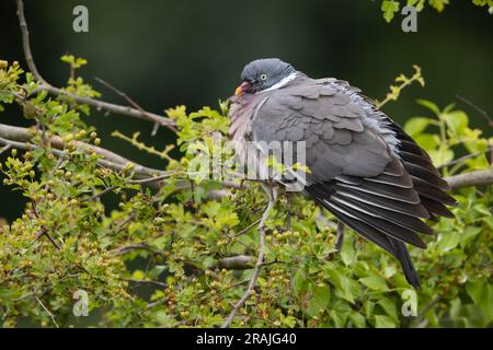 Pigeon en bois commun Palumba columbus, adulte perché à Common hawthorn Crataegus monogyna, Weston-Super-Mare, Somerset, Royaume-Uni, juin Banque D'Images