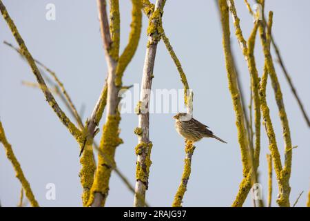 Banderole de maïs Emberiza calandra, adulte perchée dans un arbre mort, plaine de Salisbury, Wiltshire, Royaume-Uni, avril Banque D'Images