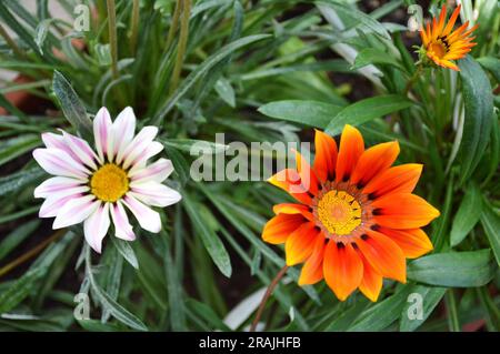 Vue de dessus des fleurs de Gazania Banque D'Images