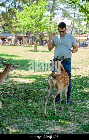 Homme touristique nourrissant le cerf de Nara au parc de Nara au Japon. Banque D'Images