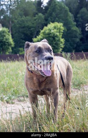 Staffordshire Terrier chien marchant dans les bois de près Banque D'Images