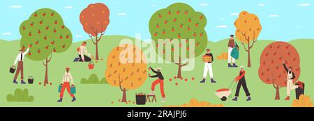 Procédé de récolte groupée. Les agriculteurs de dessins animés cueillent des fruits dans les arbres de jardin. Hommes et femmes récoltant la récolte de pommes dans le verger. Ouvriers agricoles Illustration de Vecteur