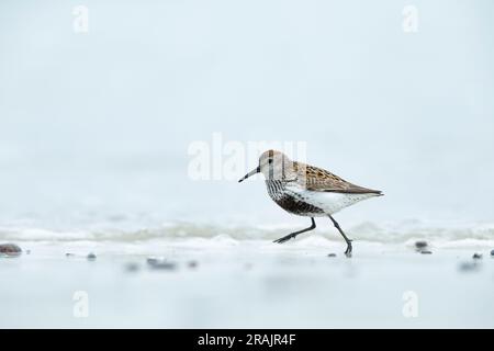 Dunlin Calidris alpina, adulte traversant la plage, Balephetrish Bay, Tiree, Écosse, Royaume-Uni, Mai Banque D'Images