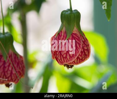 Abutilon pictum Banque D'Images
