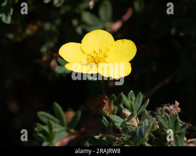 Potentilla fruticosa 'Klondike' Banque D'Images