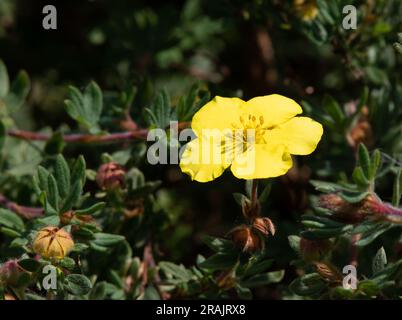 Potentilla fruticosa 'Klondike' Banque D'Images