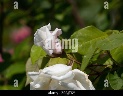 Rosa Mme Herbert Stevens Banque D'Images