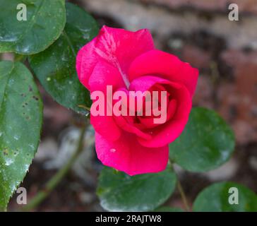 Rosa 'la Sevillana' bourgeon d'ouverture Banque D'Images