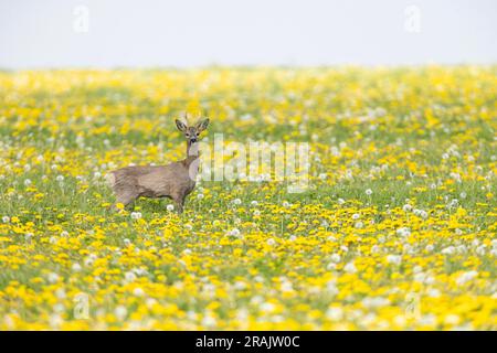 Cerf de Virginie européen Capreolgus capreolgus, stag stag stagging Alert in flower Meadow, Salisbury Plain, Wiltshire, Royaume-Uni, avril Banque D'Images