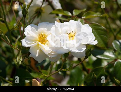 Rosa neige d'ETE Banque D'Images