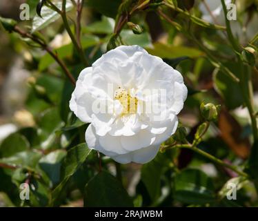 Rosa neige d'ETE Banque D'Images