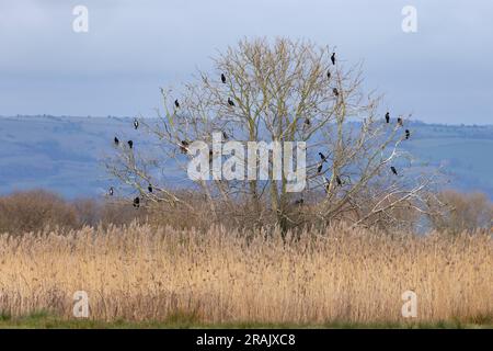 Grand cormoran Phalacrocorax carbo, colonie d'arbres, Catcott bas, Somerset, Royaume-Uni, Février Banque D'Images