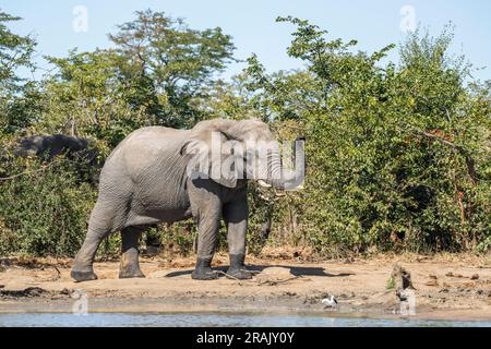 Taureau éléphant (Loxodonta africana) au point d'eau, oreilles écartées, prudentes. Défenses d'éléphant. Parc national de Hwange, Zimbabwe Banque D'Images