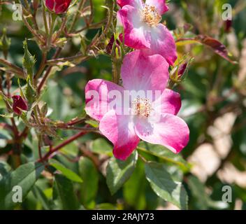 Rosa Rush Banque D'Images