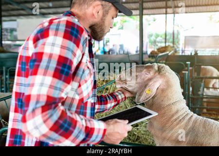 Homme barbu fermier inspectant visuellement un bélier à l'élevage en utilisant la liste de contrôle numérique dans son ordinateur tablette. Banque D'Images