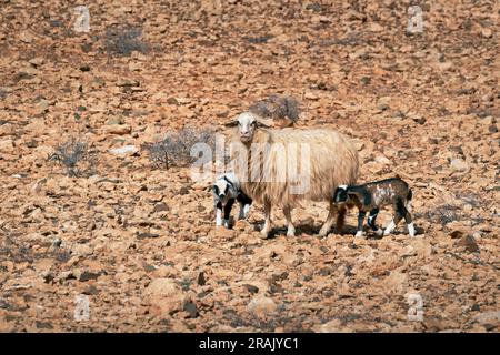 Moutons avec deux agneaux dans le paysage pierreux de Fuerteventura Banque D'Images