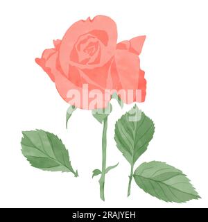 Ensemble d'éléments : fleur rose avec des feuilles, surlignée sur un fond blanc, illustration numérique à l'aquarelle. Pour la conception de textiles, intérieur Banque D'Images