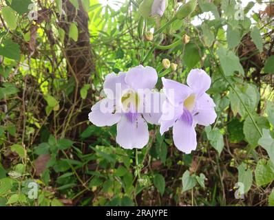 La vigne de trompette bleue (Thunbergia grandiflora) est une vigne originaire de la Chine, de l'Inde et de l'Asie du Sud-est continentale. Banque D'Images