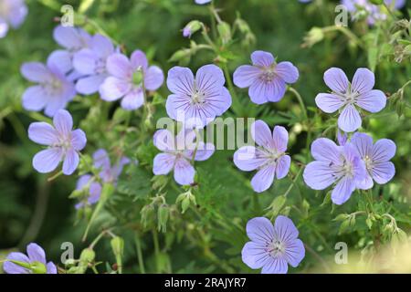 Géranium de Hardy 'nuage bleu' en fleur. Banque D'Images