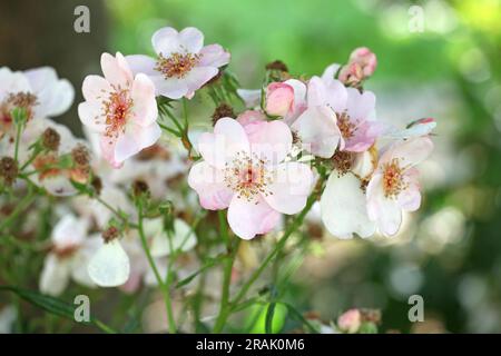 Rosa 'The Charlatan' rose grimpante pâle rose en fleur Banque D'Images