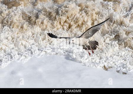 Goéland argenté, Larus argentatus, oiseau juvénile en vol contre une mer orageux Norfolk March Banque D'Images