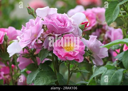 Bush rose 'Lucky' en fleur. Banque D'Images