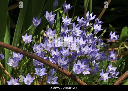 Lys triplés d'herbage violets en fleur. Banque D'Images