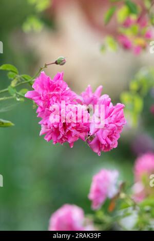 Rosa 'Dorothy Perkins'. Rose 'Dorothy Perkins'. Rambler Rose dans un jardin anglais Banque D'Images