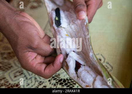 Fruit de Guama. Son fruit se présente dans une gousse généralement épaisse, à l’intérieur se trouvent ses graines recouvertes d’une chair douce comme un nuage, comestible et au goût sucré. Banque D'Images