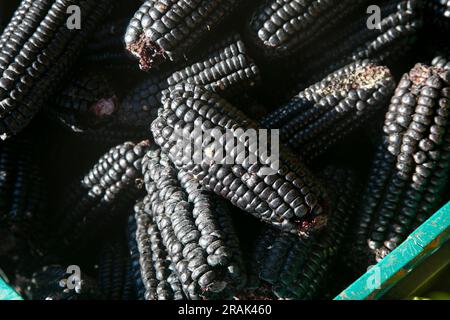 Le maïs violet est un groupe de variétés de Zea mays qui ont un fruit violet. Ils poussent principalement dans les Andes du Pérou Banque D'Images