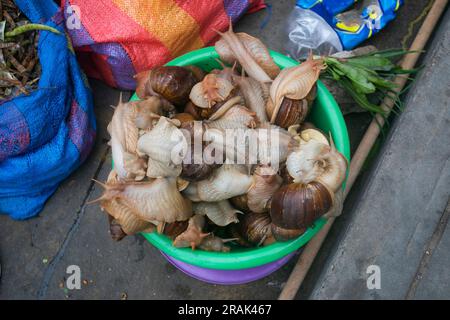 Escargots géants dans un seau sur un marché de Tarapoto dans la jungle péruvienne. Banque D'Images