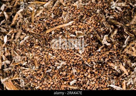 Vigna unguiculata, communément appelé caupi ou pois blackeye. Légumineuse cultivée dans la jungle péruvienne. Banque D'Images