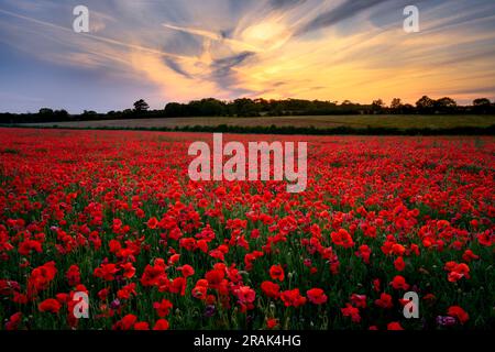 Coucher de soleil sur un magnifique champ de coquelicots. Banque D'Images