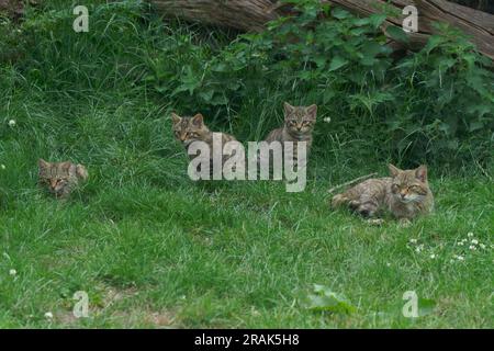 Chat-flis silsilsilsilvestris écossais avec des chatons. Banque D'Images