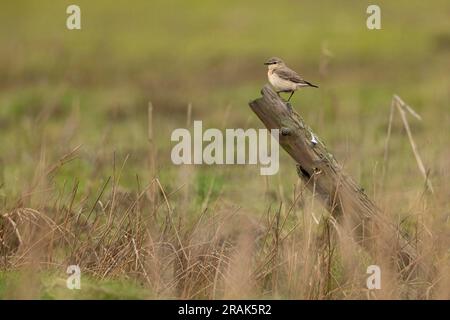 Isabelline Wheatear Oenanthe isabellina, premier hiver perché sur un poteau en bois, Seaton Wetlands, Devon, Royaume-Uni, janvier Banque D'Images