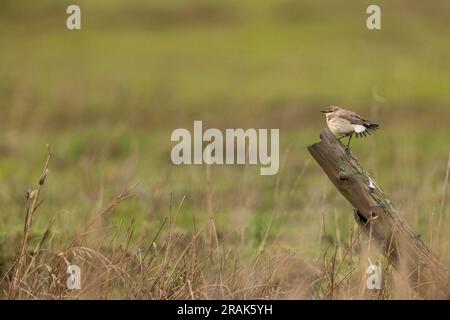 Isabelline Wheatear Oenanthe isabellina, premier hiver perché sur un poteau en bois, Seaton Wetlands, Devon, Royaume-Uni, janvier Banque D'Images