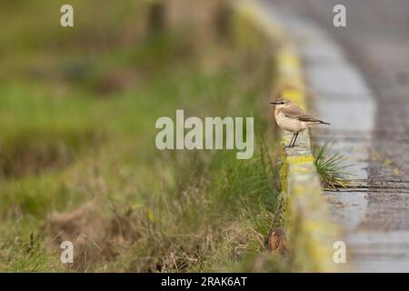 Isabelline Wheatear Oenanthe isabellina, premier hiver perché sur la promenade, Seaton Wetlands, Devon, Royaume-Uni, janvier Banque D'Images