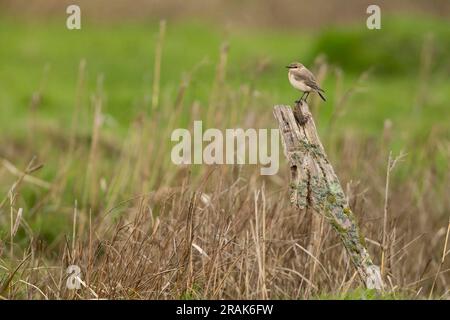 Isabelline Wheatear Oenanthe isabellina, premier hiver perché sur un poteau en bois, Seaton Wetlands, Devon, Royaume-Uni, janvier Banque D'Images