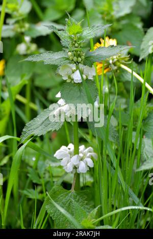 Album de Lamium - fleurs d'ortie sourde au printemps Banque D'Images