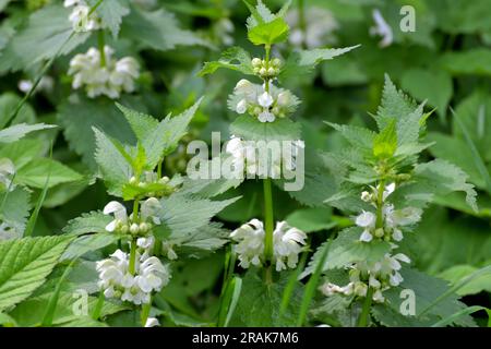 Album de Lamium - fleurs d'ortie sourde au printemps Banque D'Images