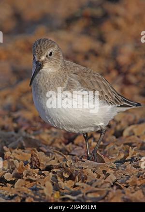 Dunlin (Calidris alpina) plumage d'hiver debout sur le tiderack Eccles-on-Sea, Norfolk, Royaume-Uni. Décembre Banque D'Images