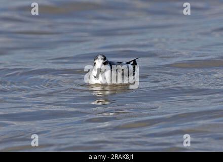 Phalarope gris (Phalaropus fulicarius) le premier hiver en mer avec des poissons à Bill Waxham, Norfolk, Royaume-Uni. Octobre Banque D'Images