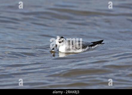 Phalarope gris (Phalaropus fulicarius) le premier hiver en mer avec des poissons à Bill Waxham, Norfolk, Royaume-Uni. Octobre Banque D'Images