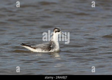 Phalarope gris (Phalaropus fulicarius) premier hiver en mer Waxham, Norfolk, Royaume-Uni. Octobre Banque D'Images